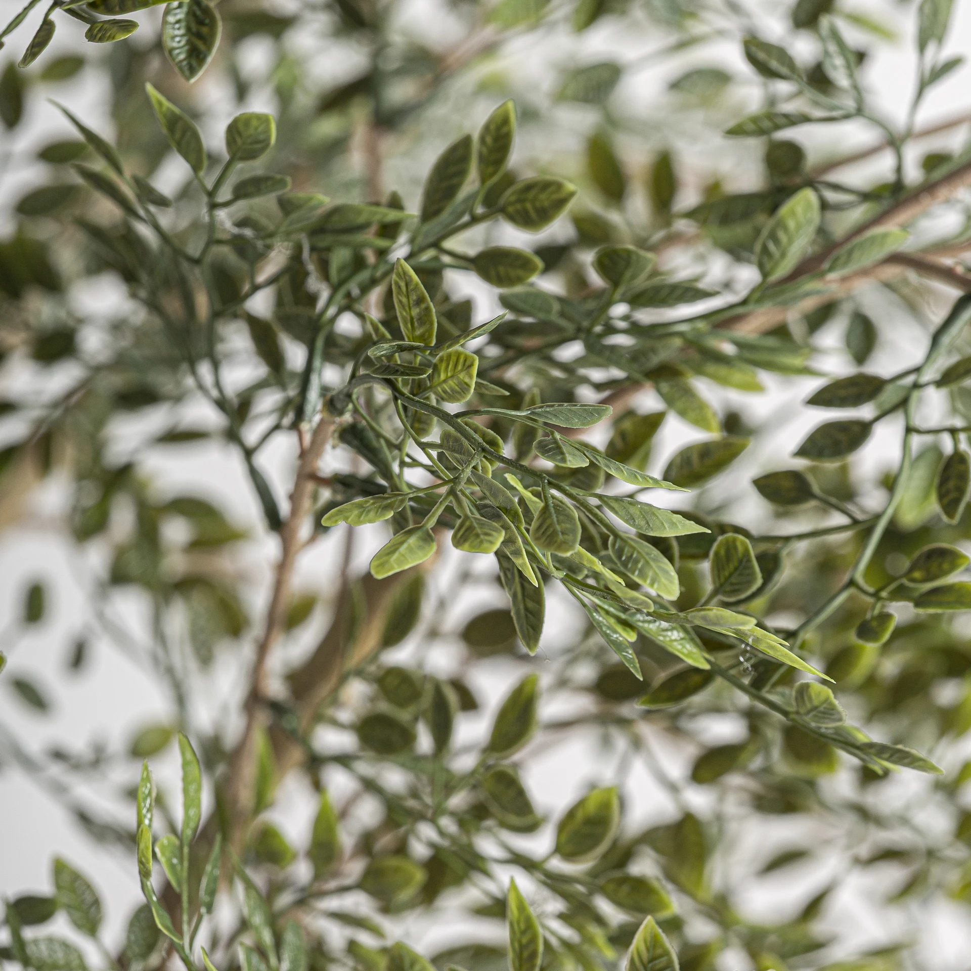 PLANTA DE MASLIN VicalHome 37737 [3]