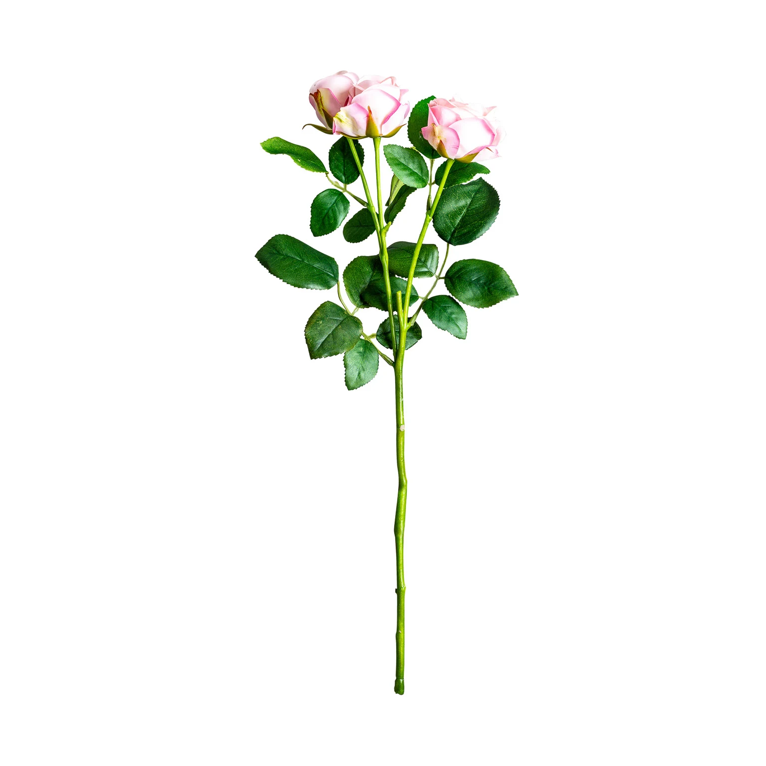 Planta de Rosal, Roz, 1x1x48 cm - VicalHome 26358 [8]