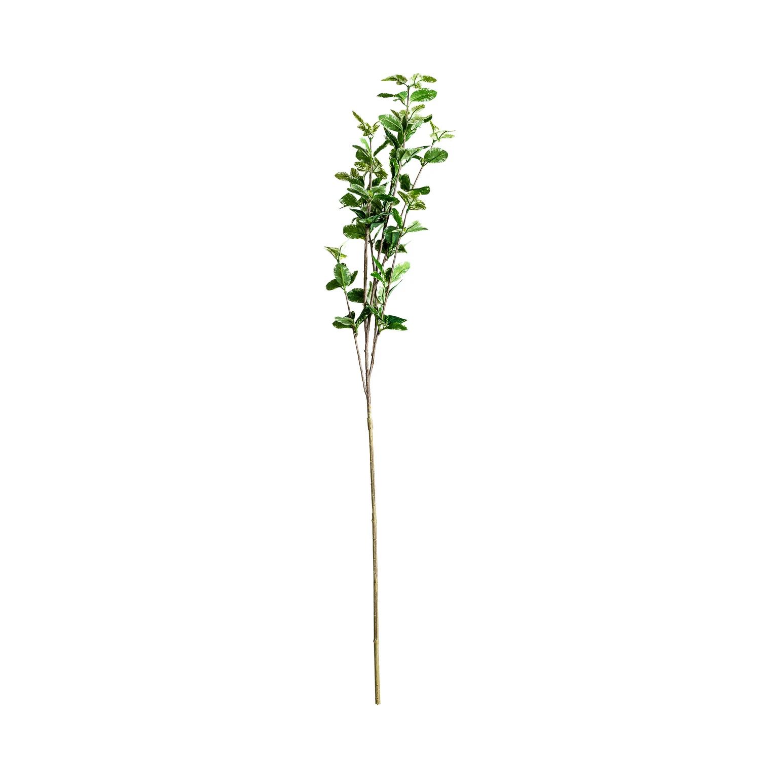 Planta ficus VicalHome 26342 [5]