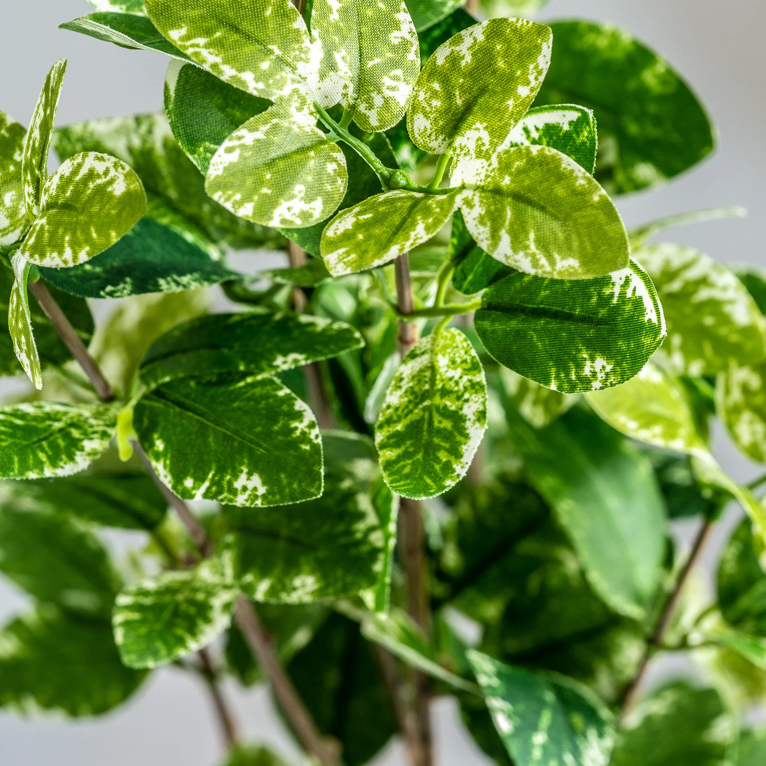 Planta ficus VicalHome 26342 [7]