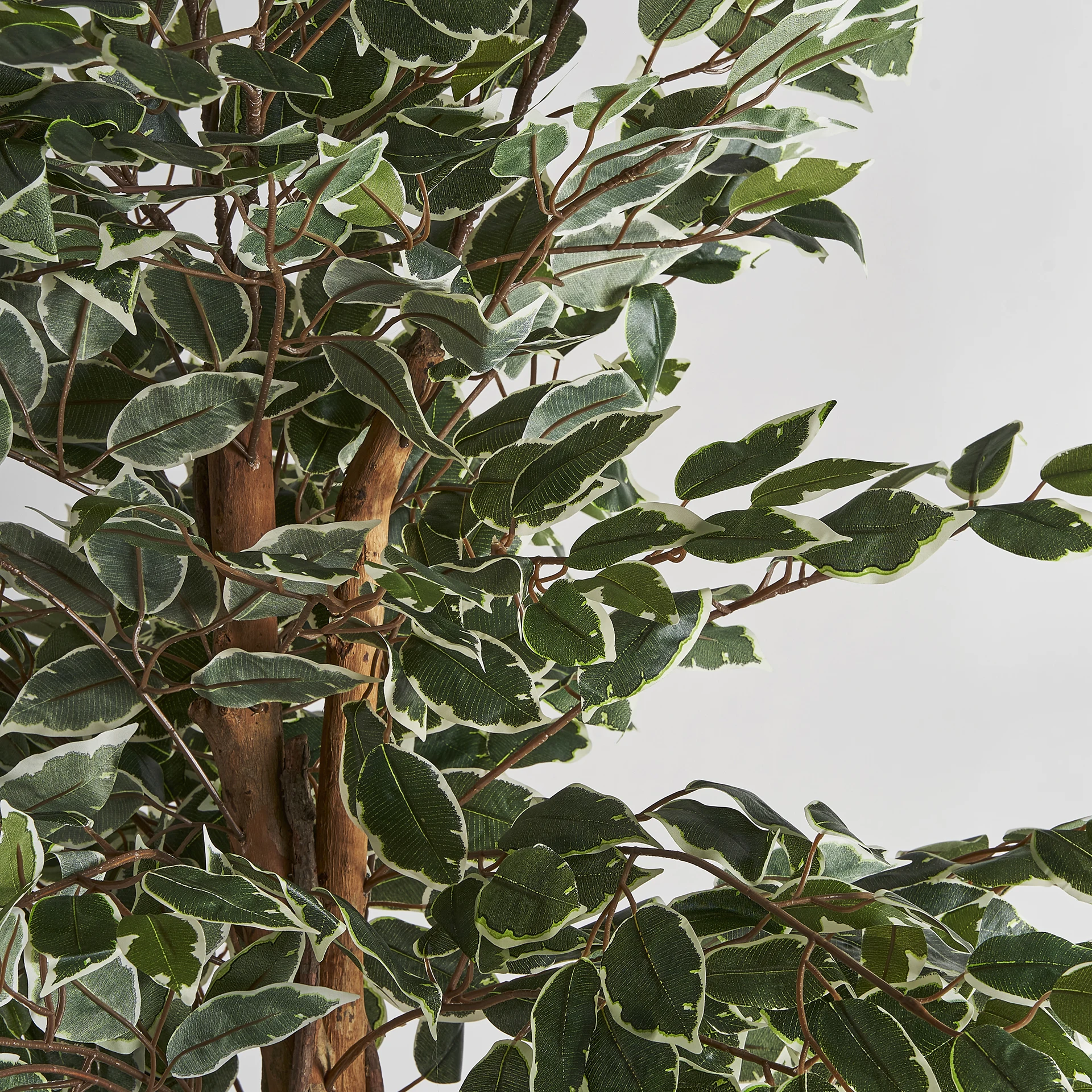 Planta ficus VicalHome 29109 [12]