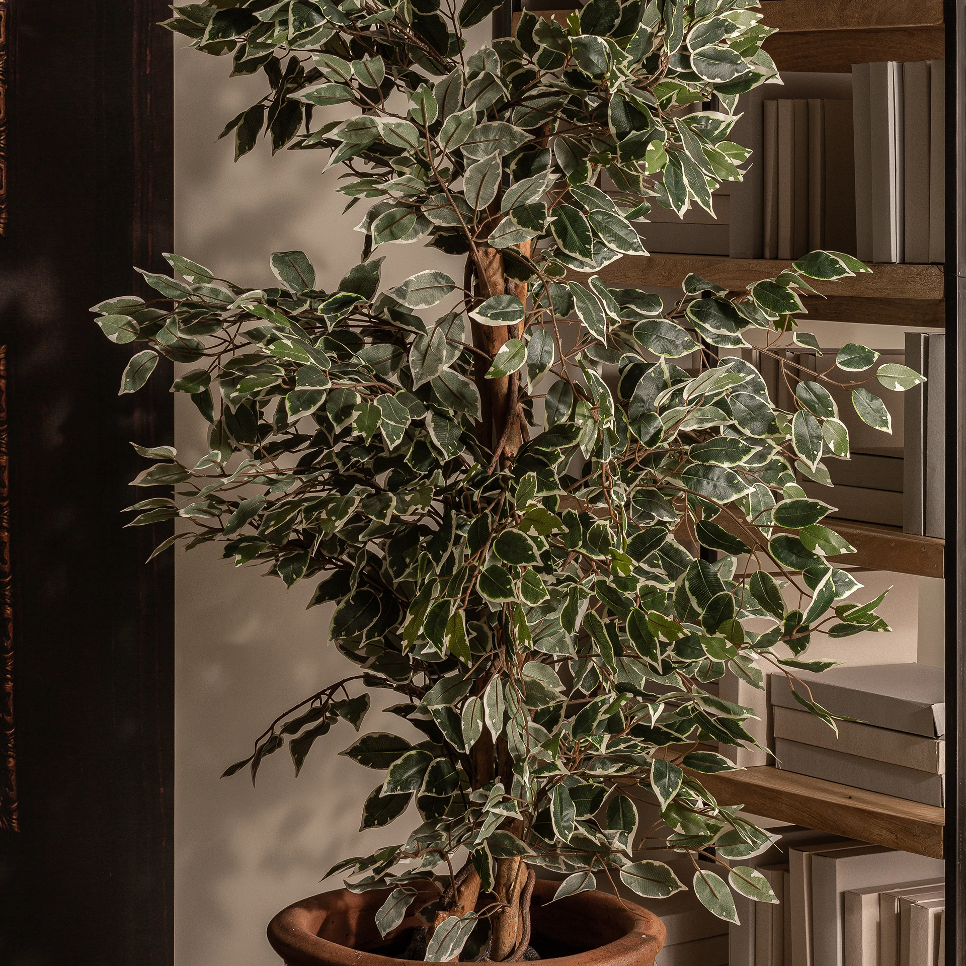 Planta ficus VicalHome 29109 [10]