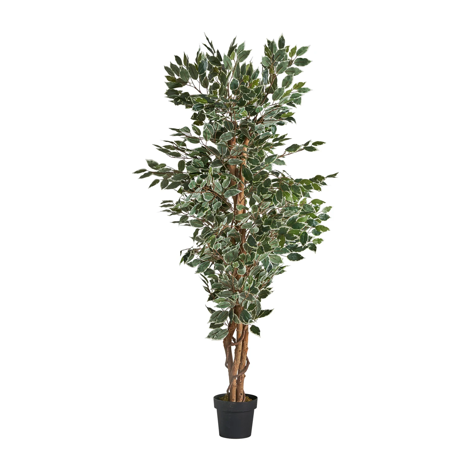 Planta ficus VicalHome 29109 [2]