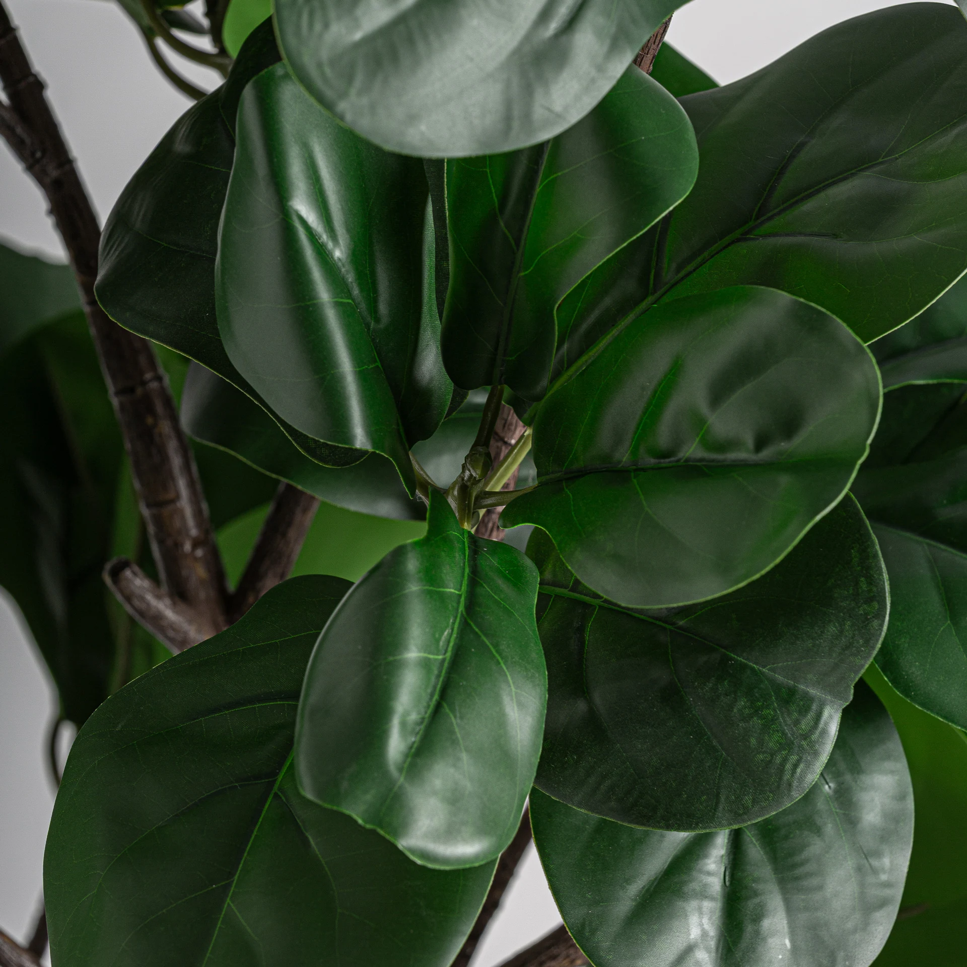 Planta ficus VicalHome 37727 [2]