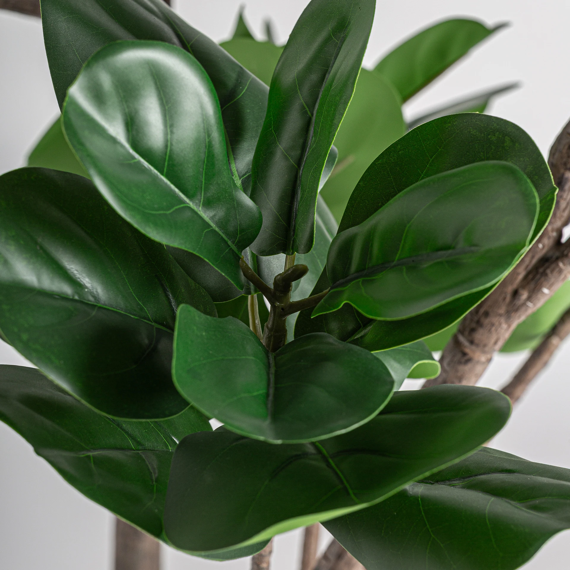 Planta ficus VicalHome 37727 [3]