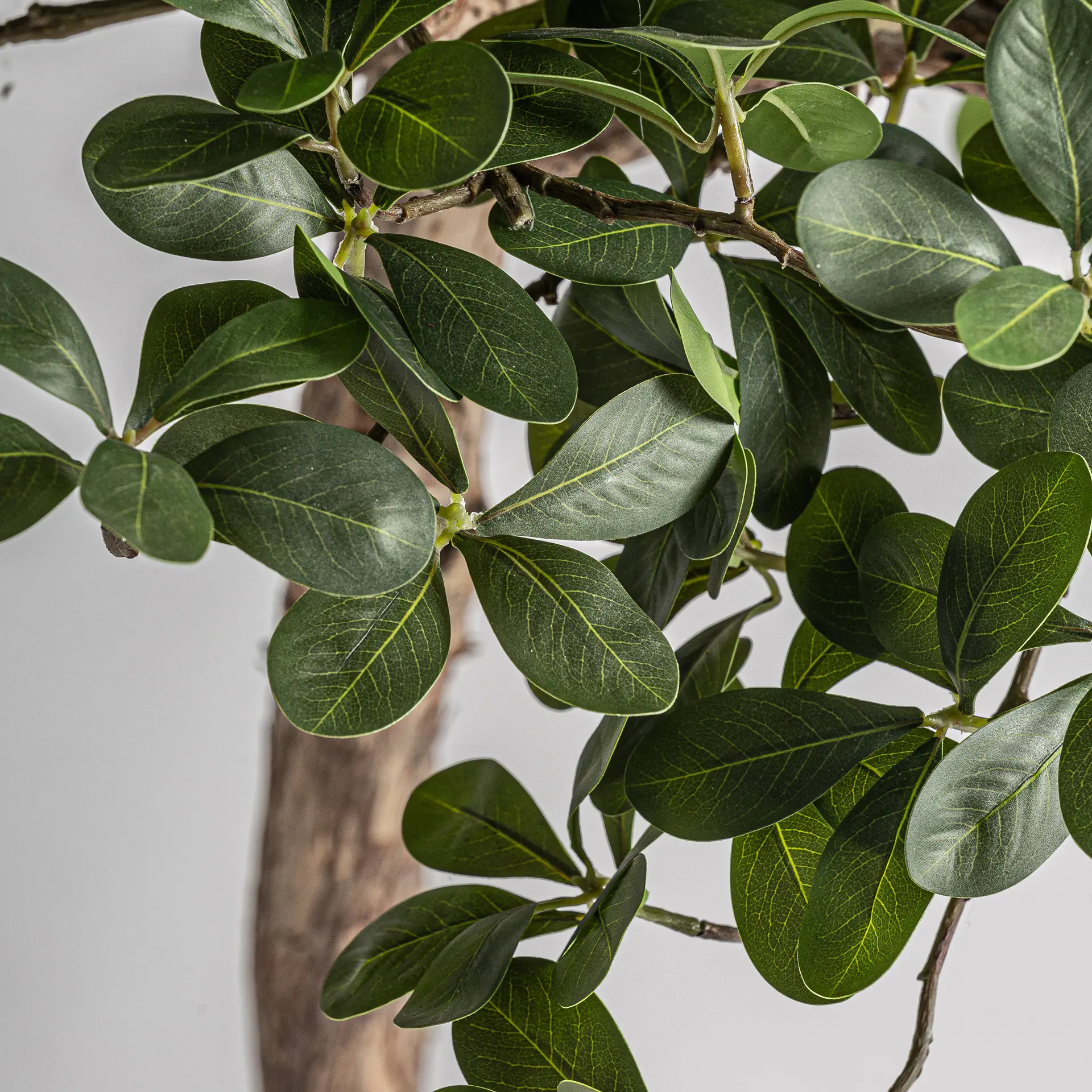 Planta ficus VicalHome 38081 [2]