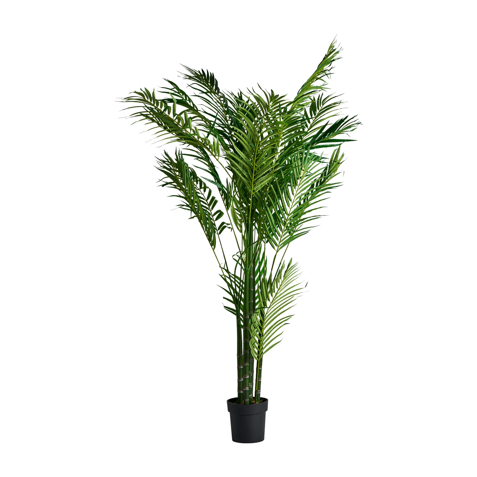 PLANTA PALMIER VicalHome 27318 [2]