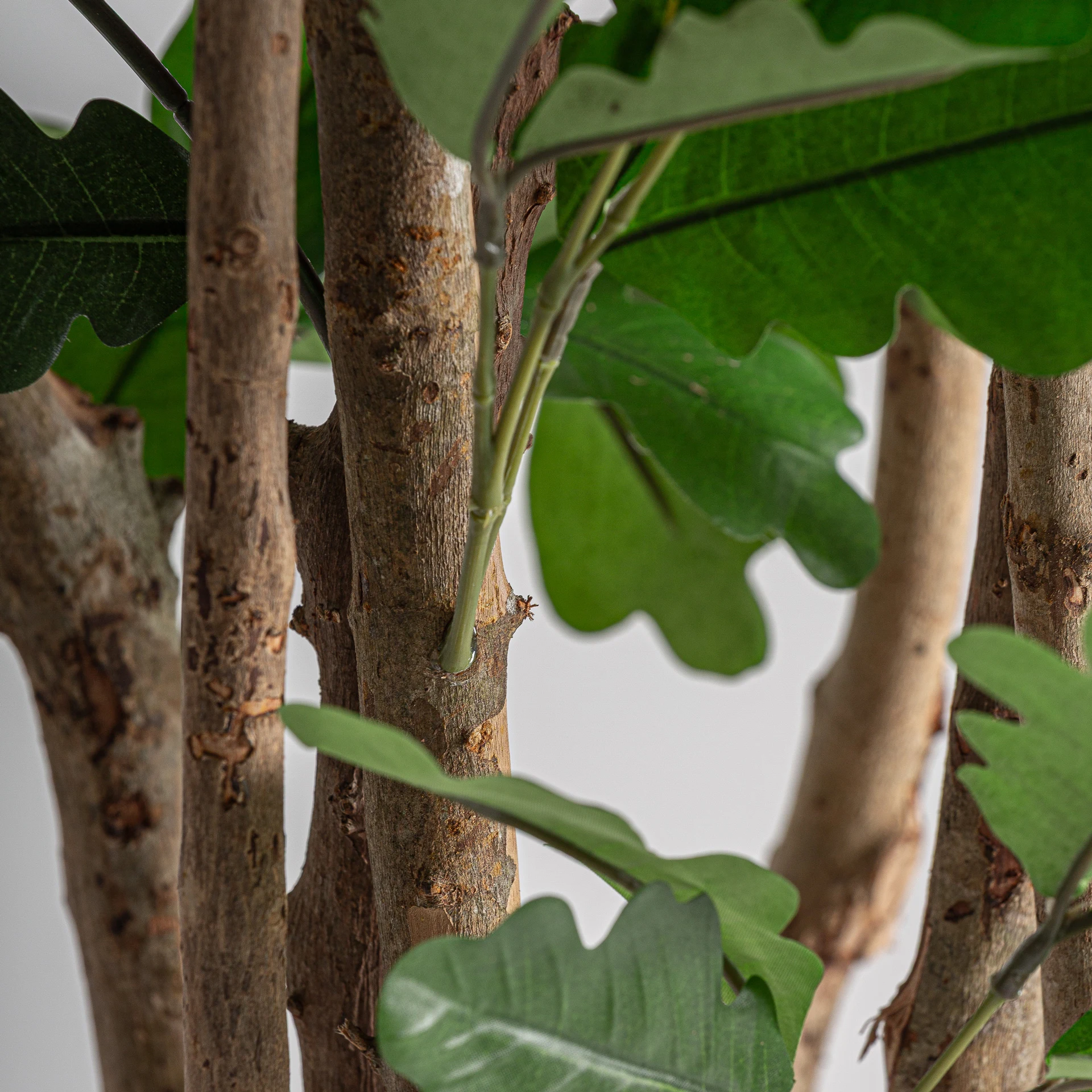 Planta Roble VicalHome 37735 [4]