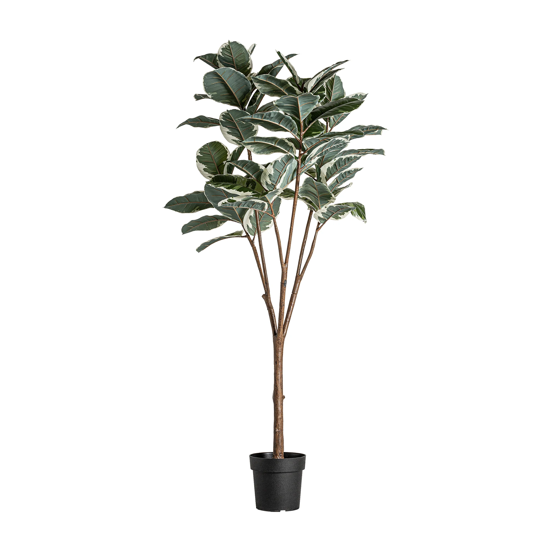 Planta Stejar Alb, Verde, 75x75x178 cm - VicalHome 33921 [4]