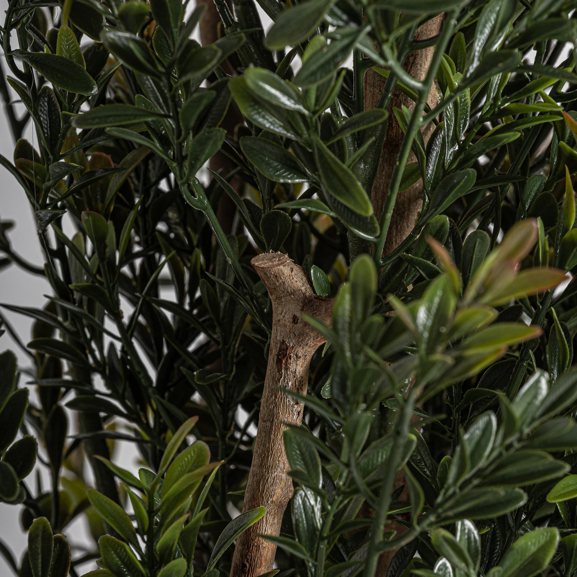 BOJ PLANT VicalHome 37732 [3]