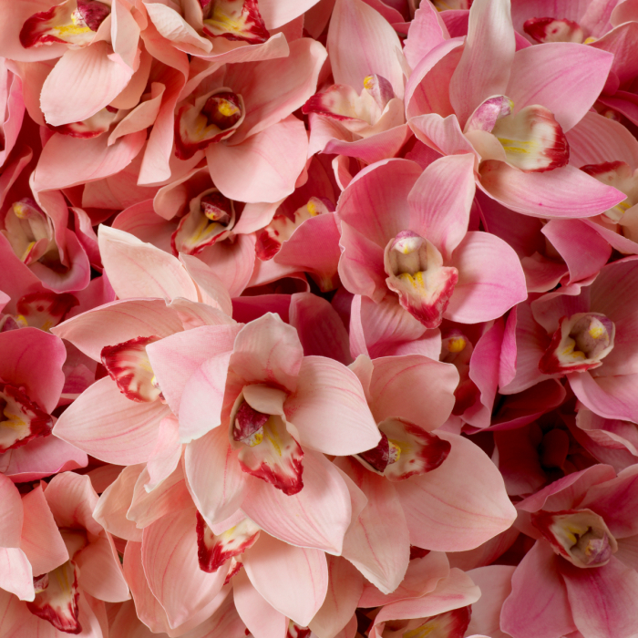  Buchet de orhidee Cymbidium în nuanțe de roz și piersică, atingere reală, 36 buc./2 varietăți 119282 EICHHOLTZ [3]