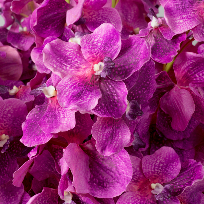   Buchet de orhidee Vanda fucsia cu atingere reală 24 bucăți 119285 EICHHOLTZ [2]