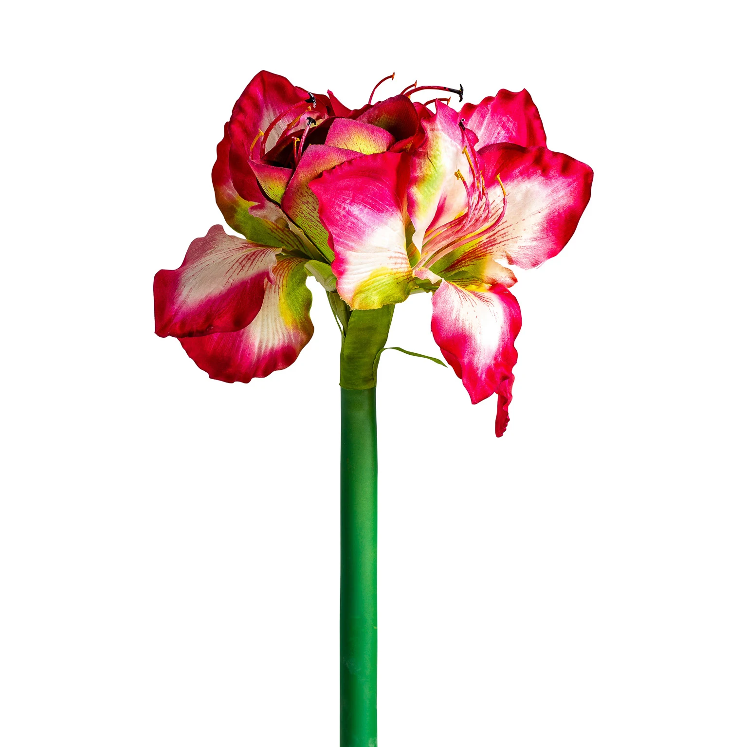 FLOAREA AMARYLLIS VicalHome 26336 [1]