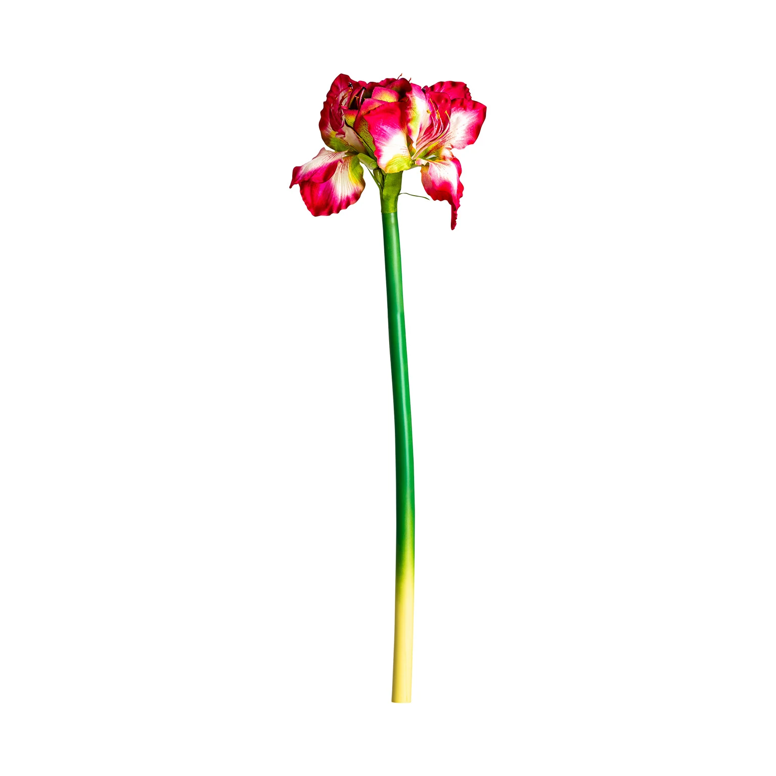 FLOAREA AMARYLLIS VicalHome 26336 [2]