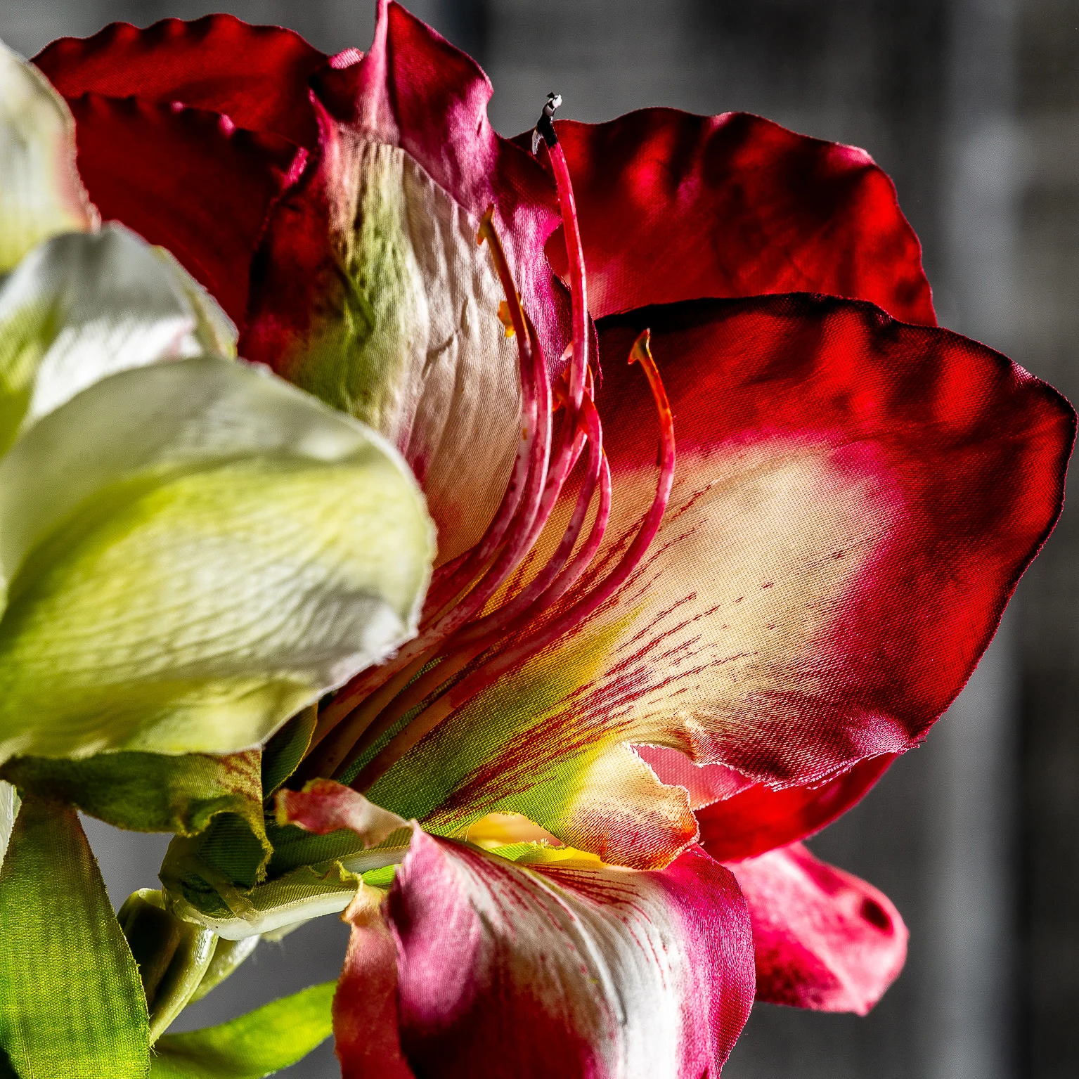 FLOAREA AMARYLLIS VicalHome 26336 [5]