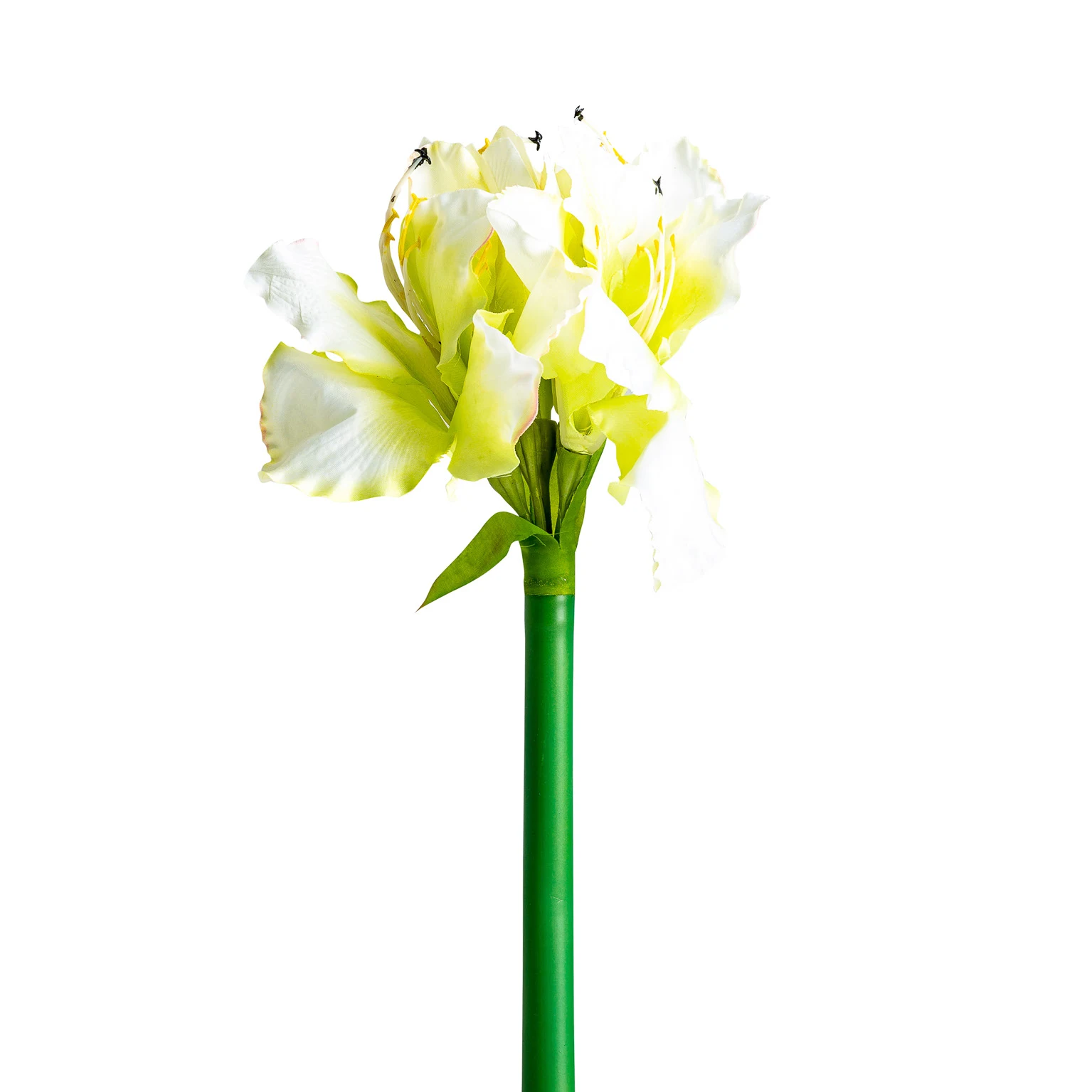 FLOAREA AMARYLLIS VicalHome 26337 [1]