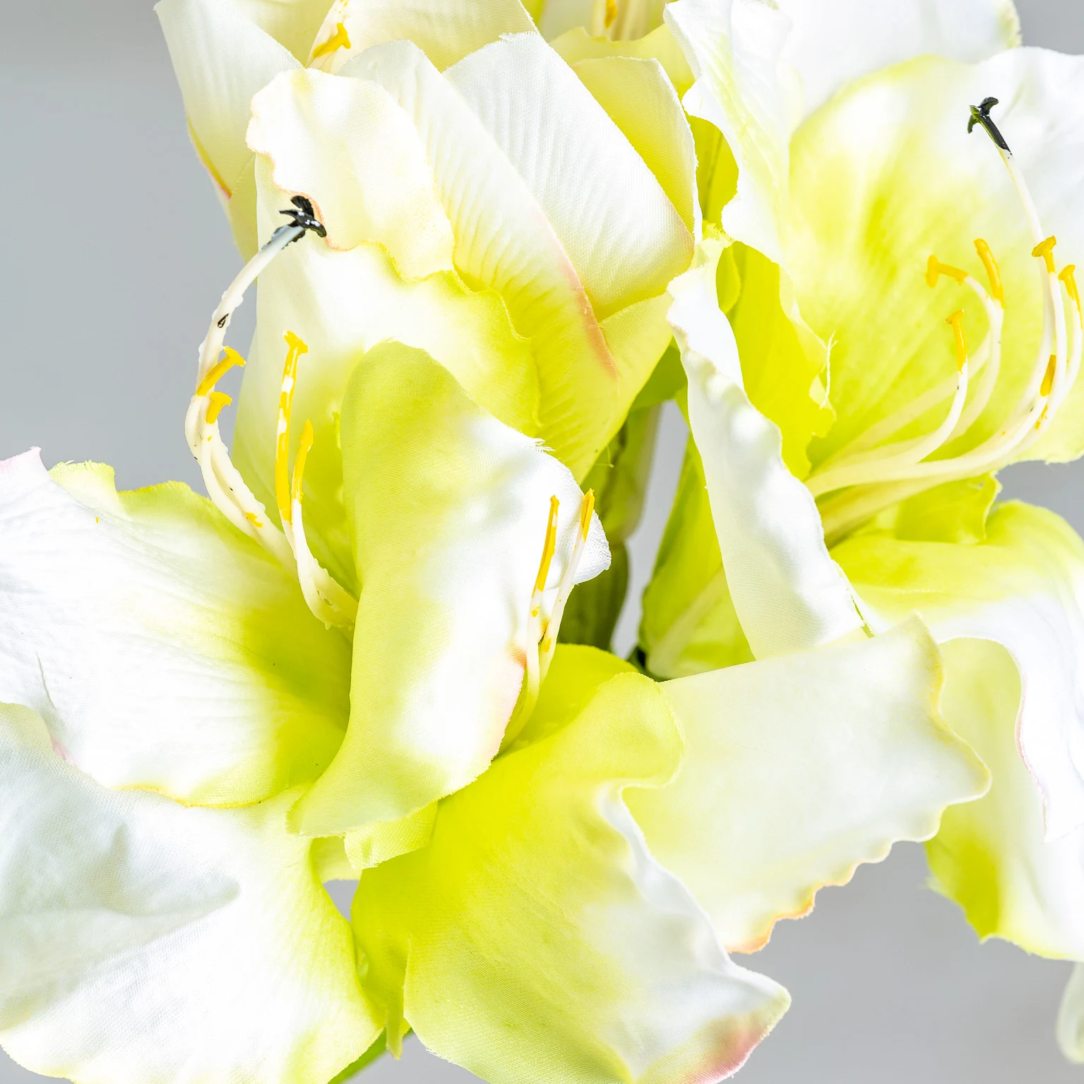 FLOAREA AMARYLLIS VicalHome 26337 [3]