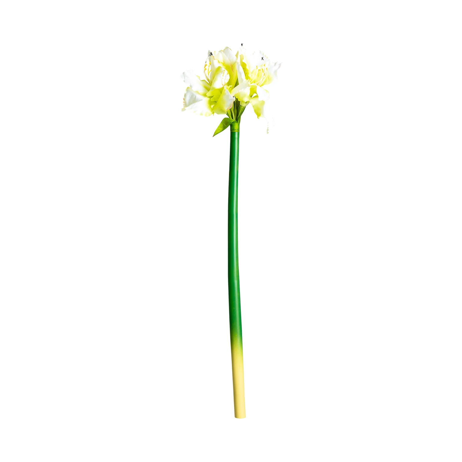 FLOAREA AMARYLLIS VicalHome 26337 [2]