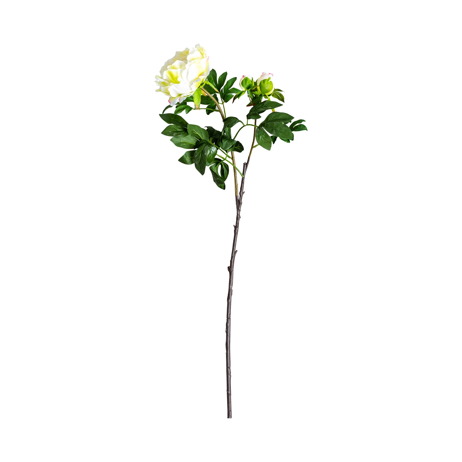 FLOAREA ROSA VicalHome 26422 [5]