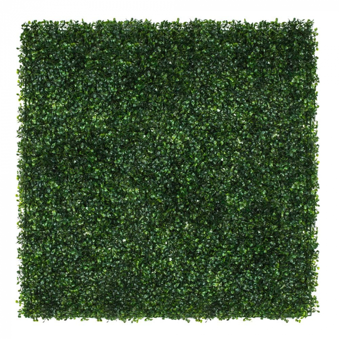Green Wall Bukszpan 50x50 [2]