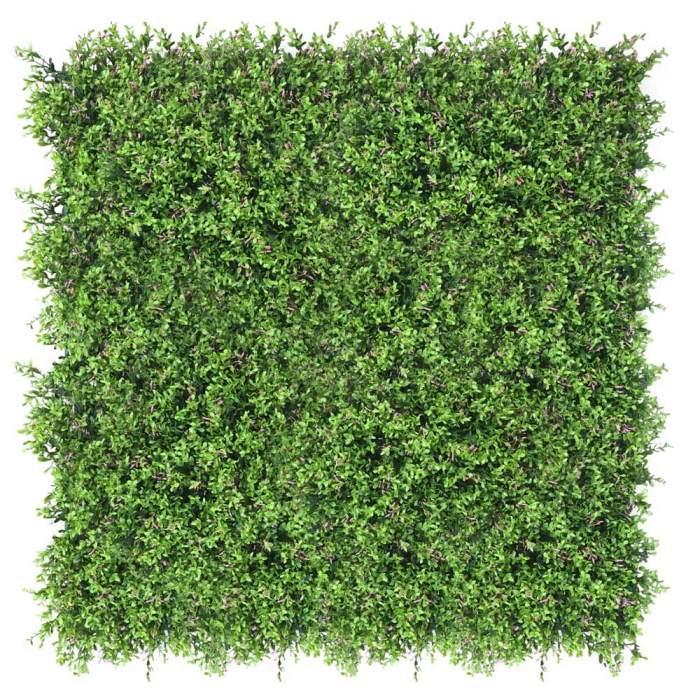 Green Wall Fumaria 40x60 [2]