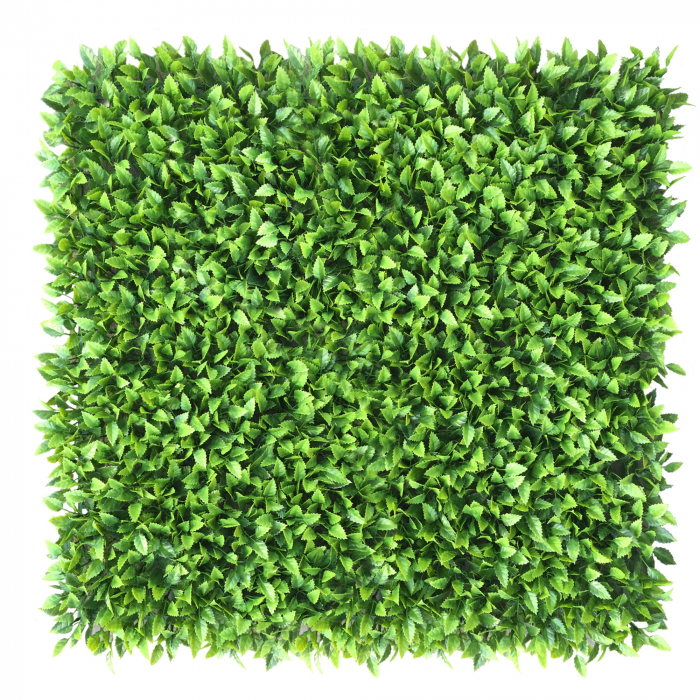 Green Wall Honkenia 50x50 [1]