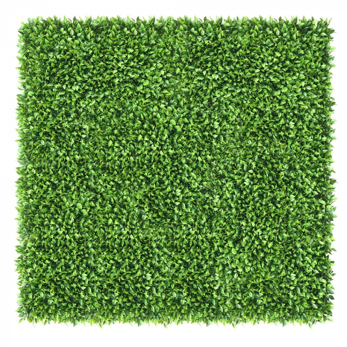 Green Wall Honkenia 50x50 [2]