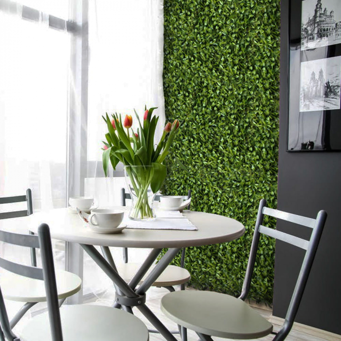 Green Wall Peperomia 50x50 [3]