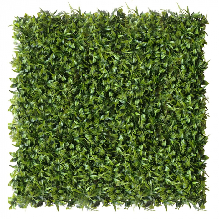 Green Wall Peperomia 50x50 [2]
