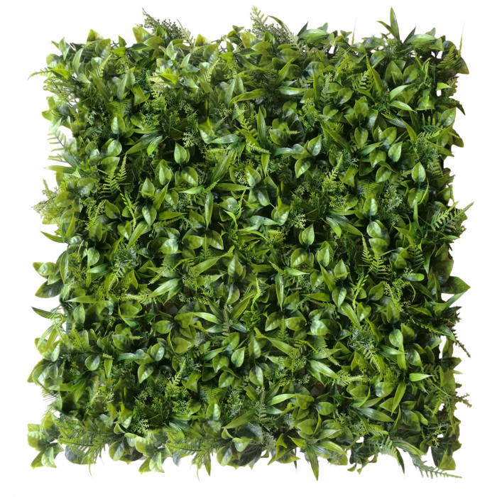 Green Wall Peperomia 50x50 [1]