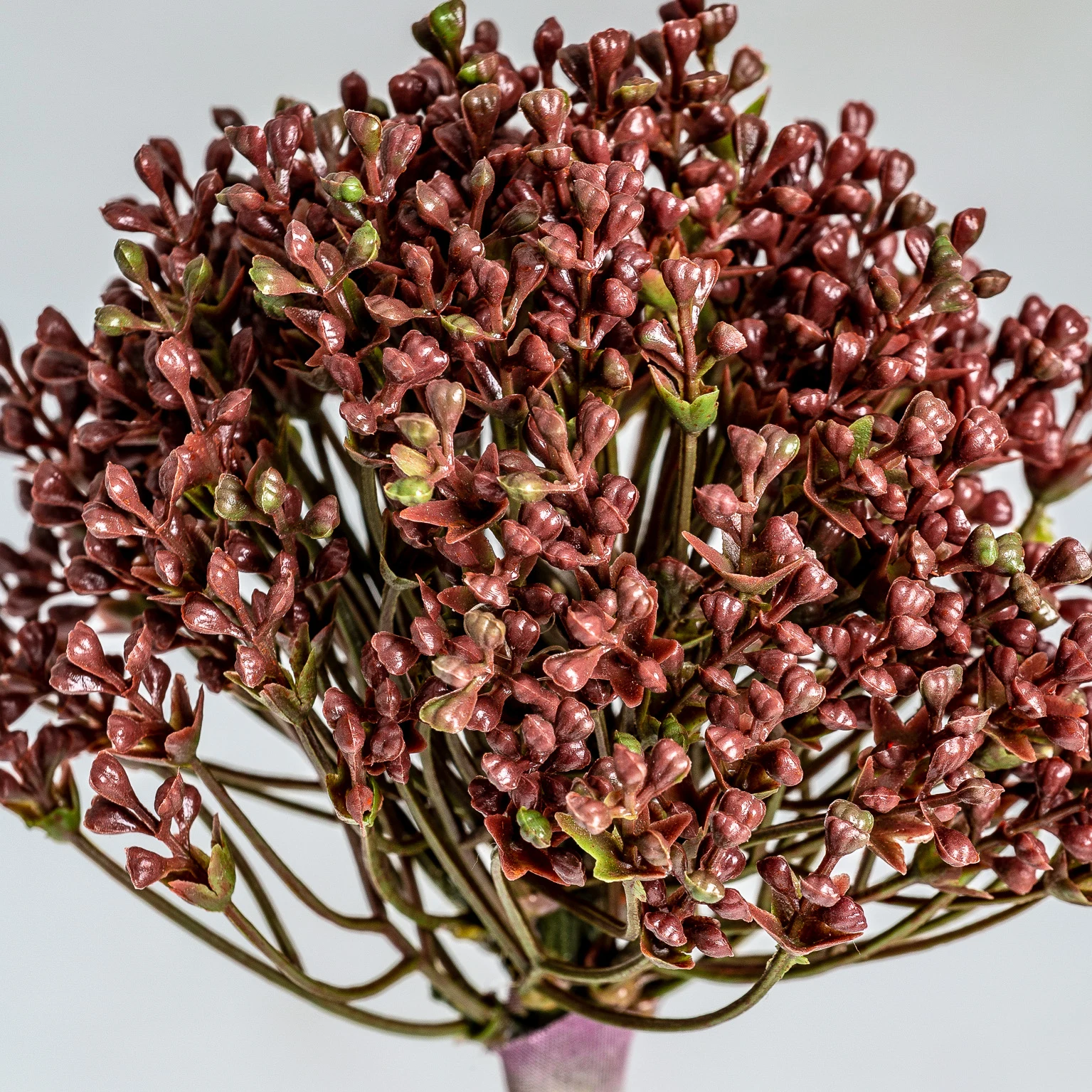 PLANTA ALLIUM VicalHome 26346 [3]