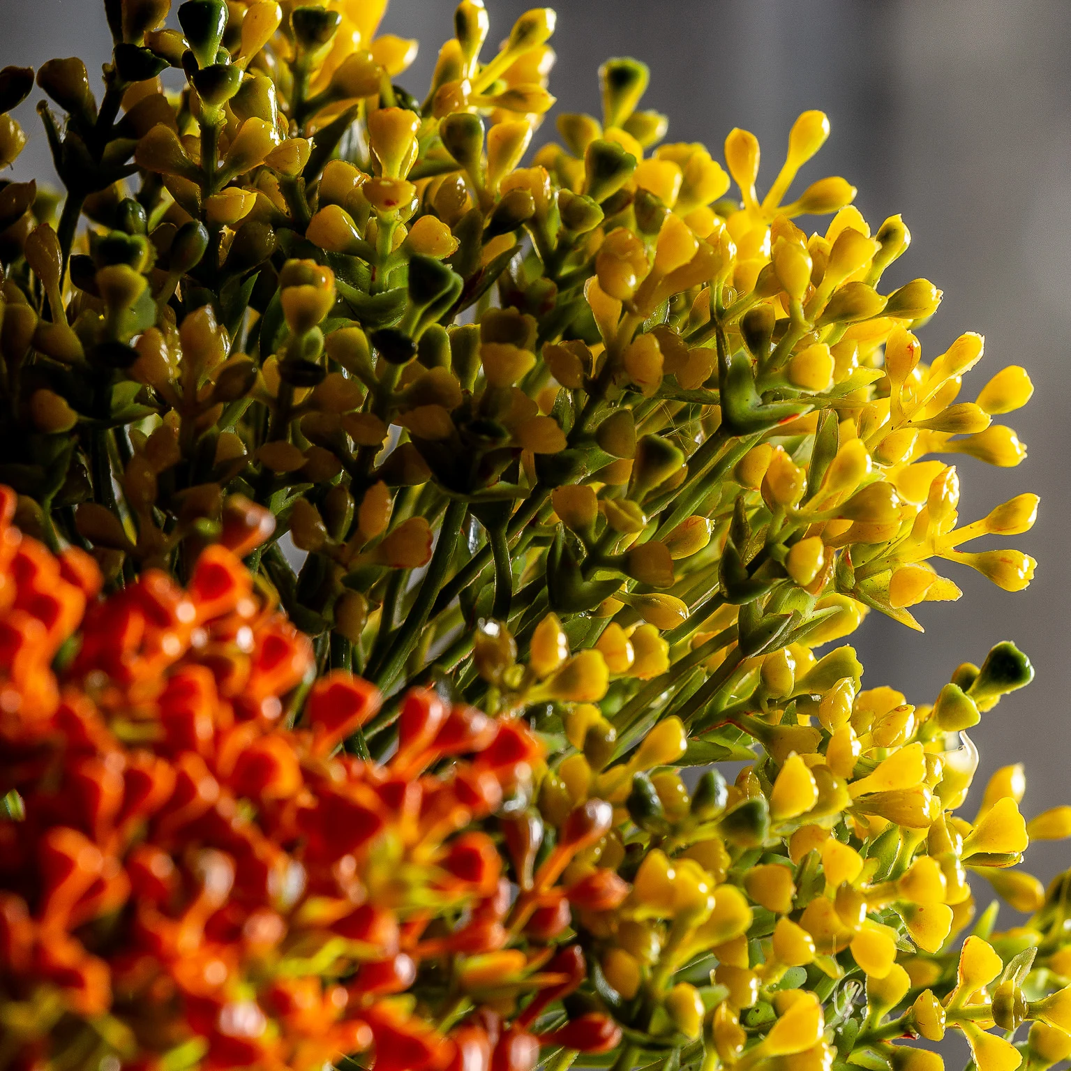 PLANTA ALLIUM VicalHome 26346 [5]