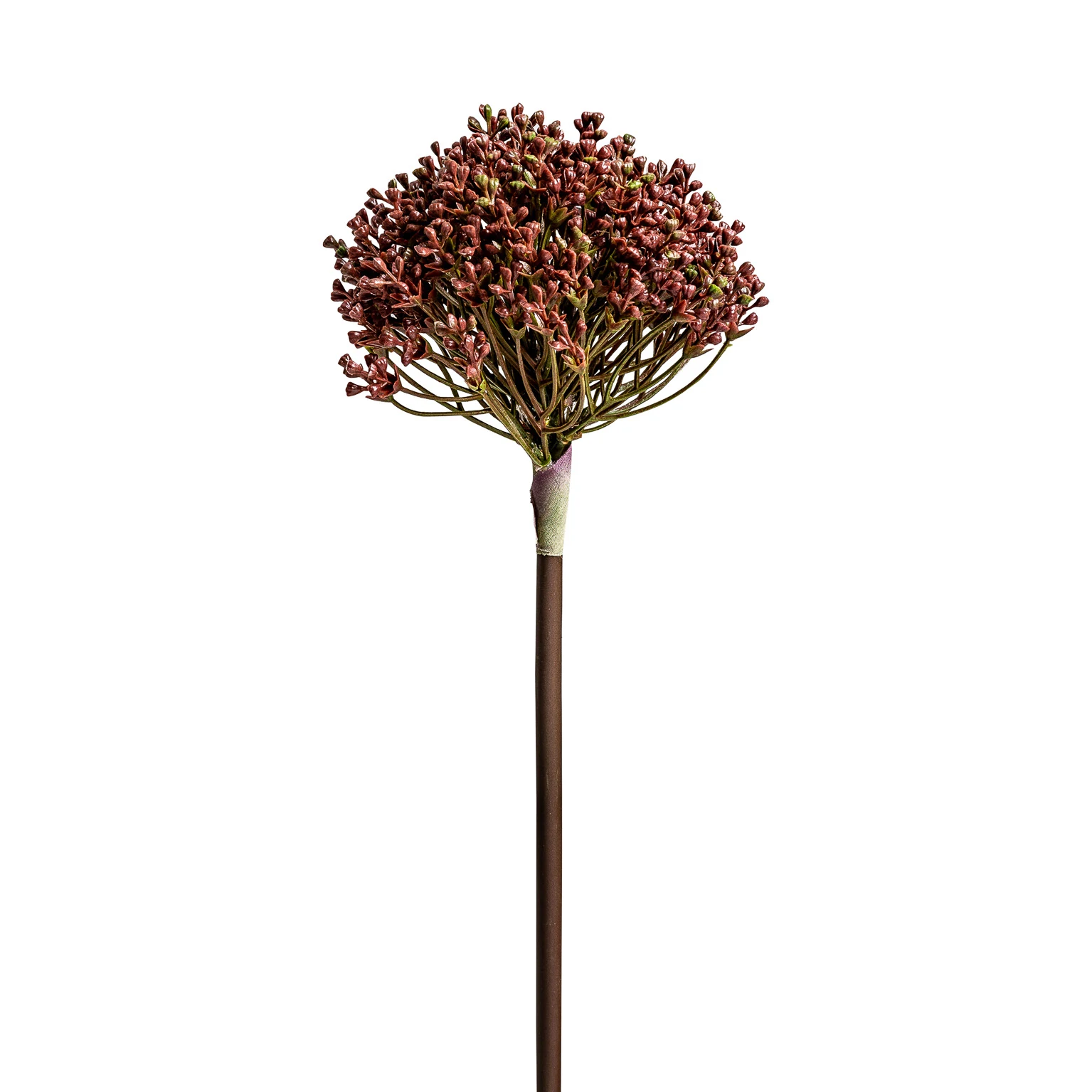 PLANTA ALLIUM VicalHome 26346 [1]