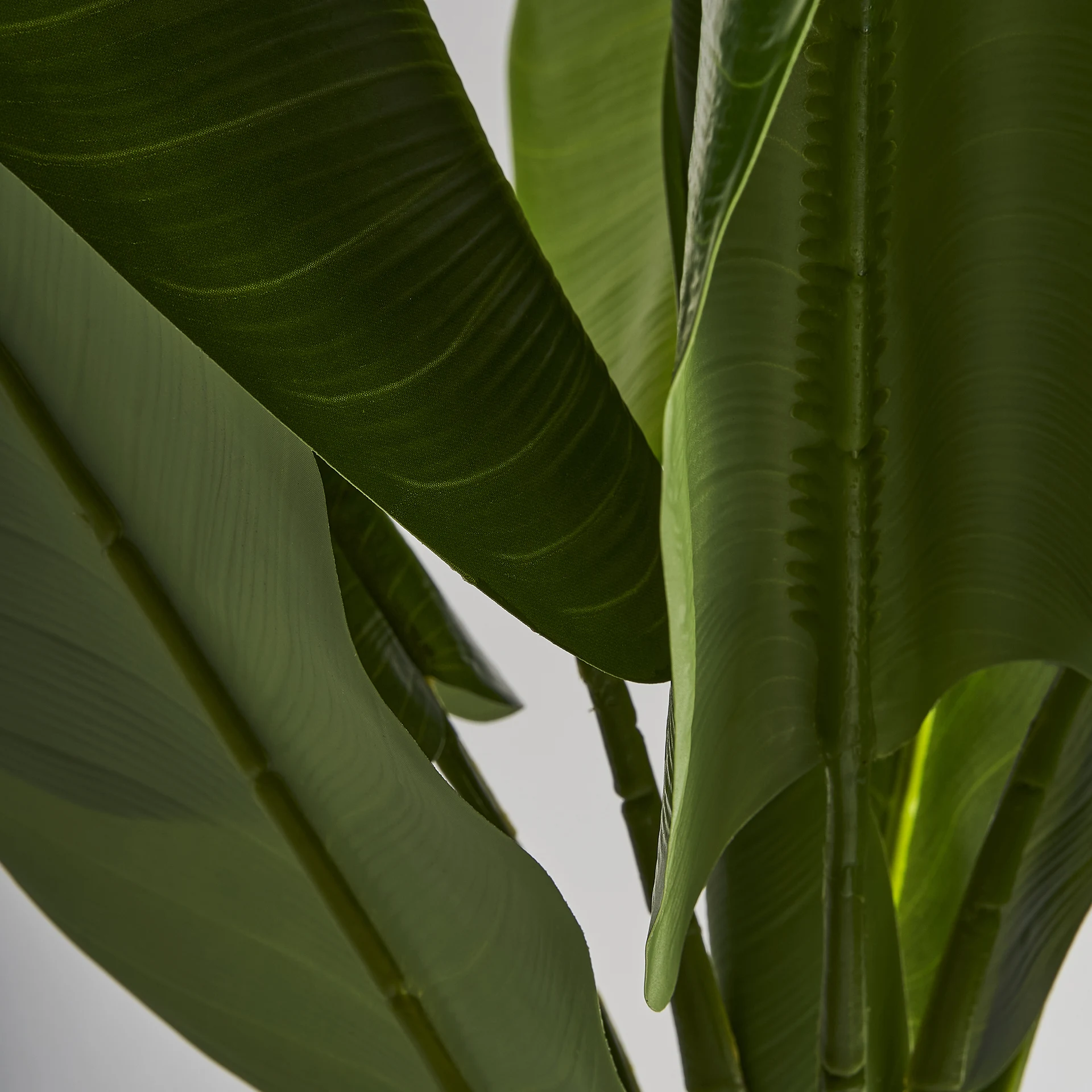 PLANTA BANANERA VicalHome 29115 [3]