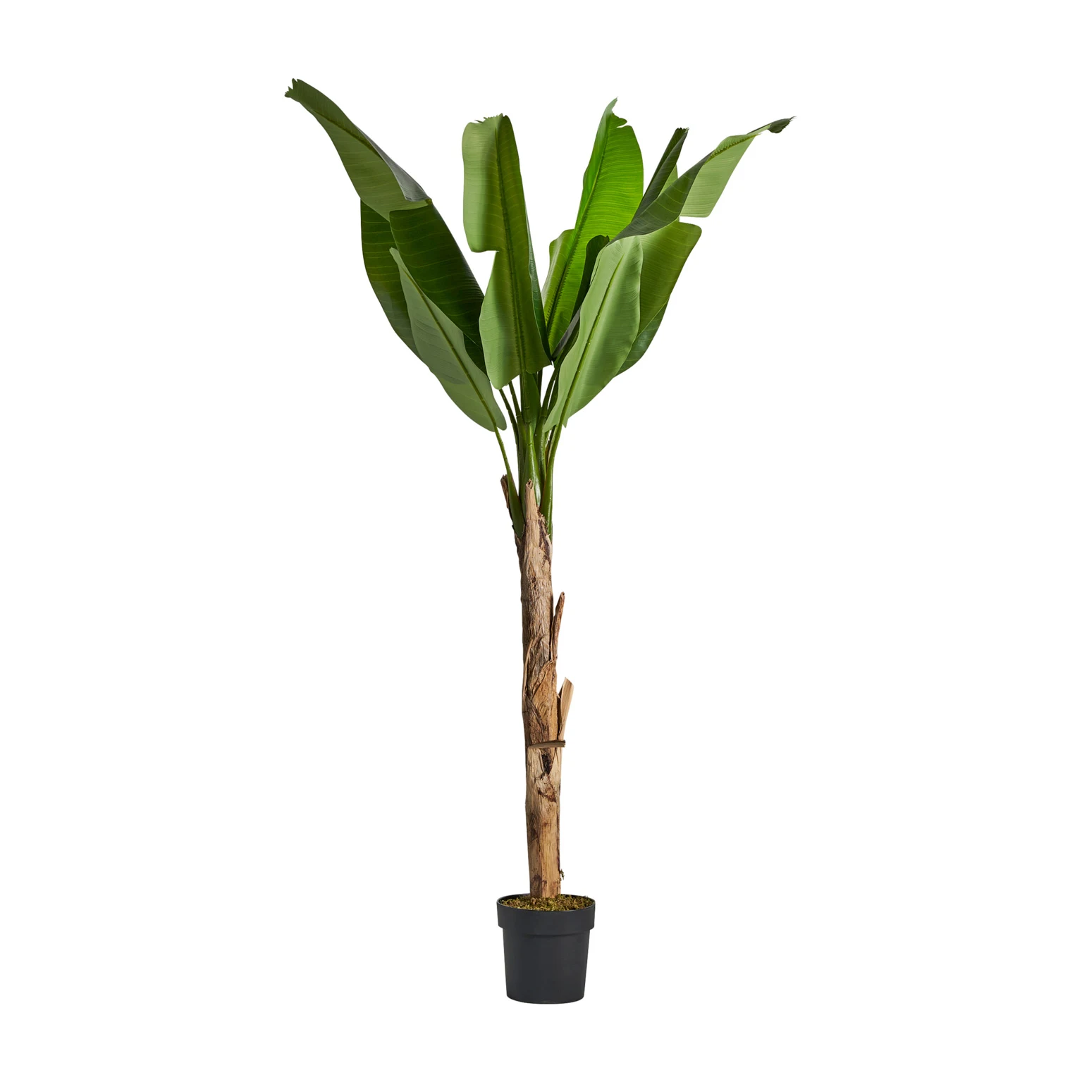 PLANTA BANANERA VicalHome 29115 [1]