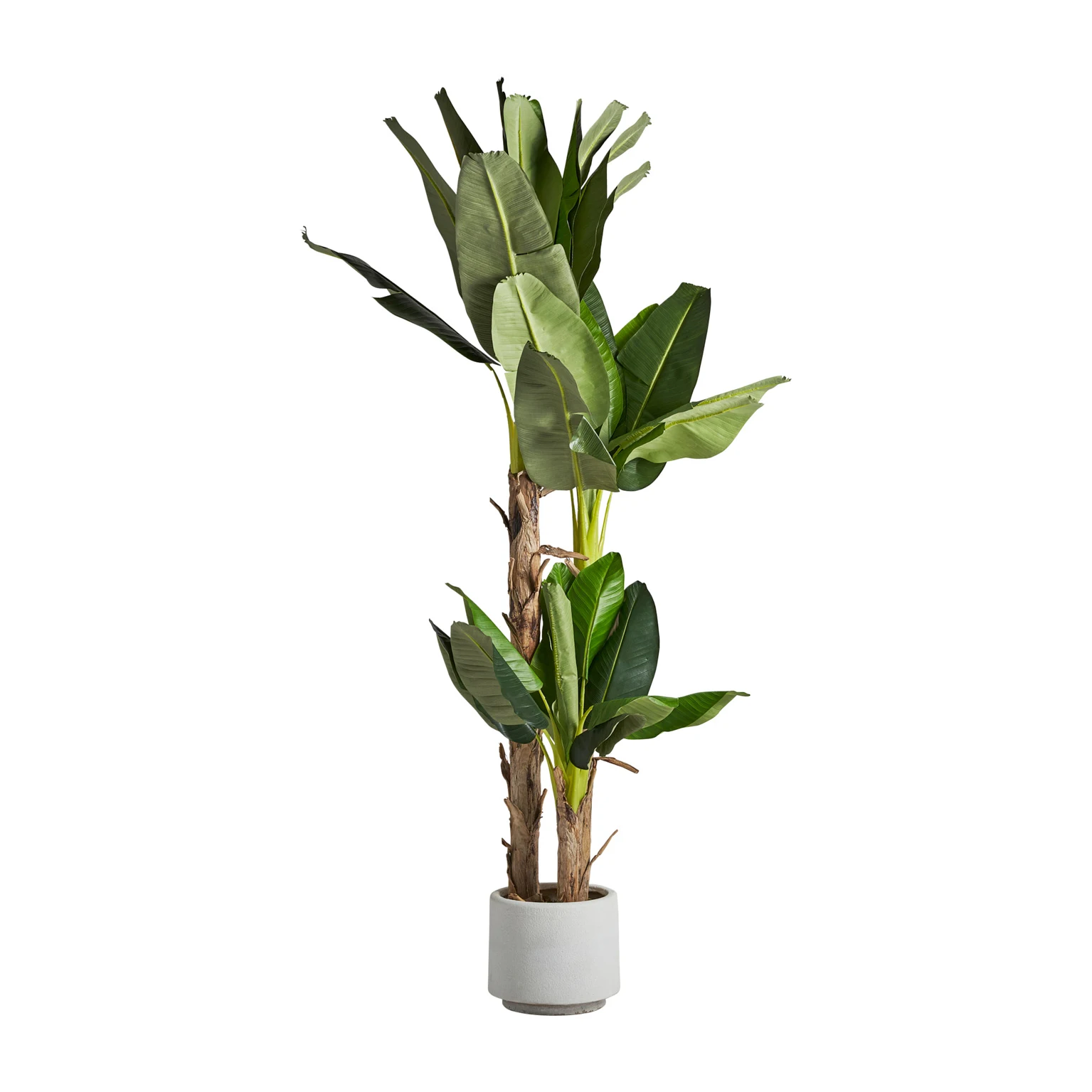 PLANTA DE BANAN VicalHome 27323 [2]