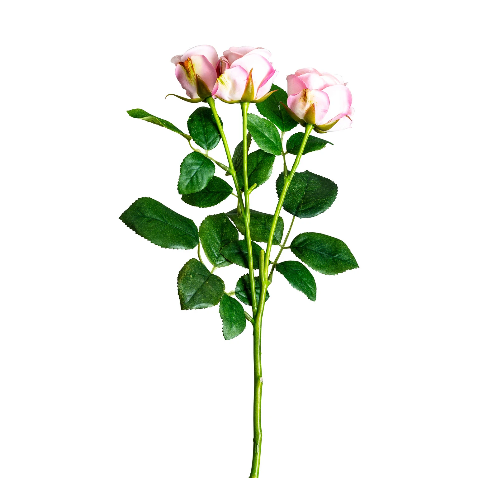 PLANTA DE ROSAL VicalHome 26358 [1]