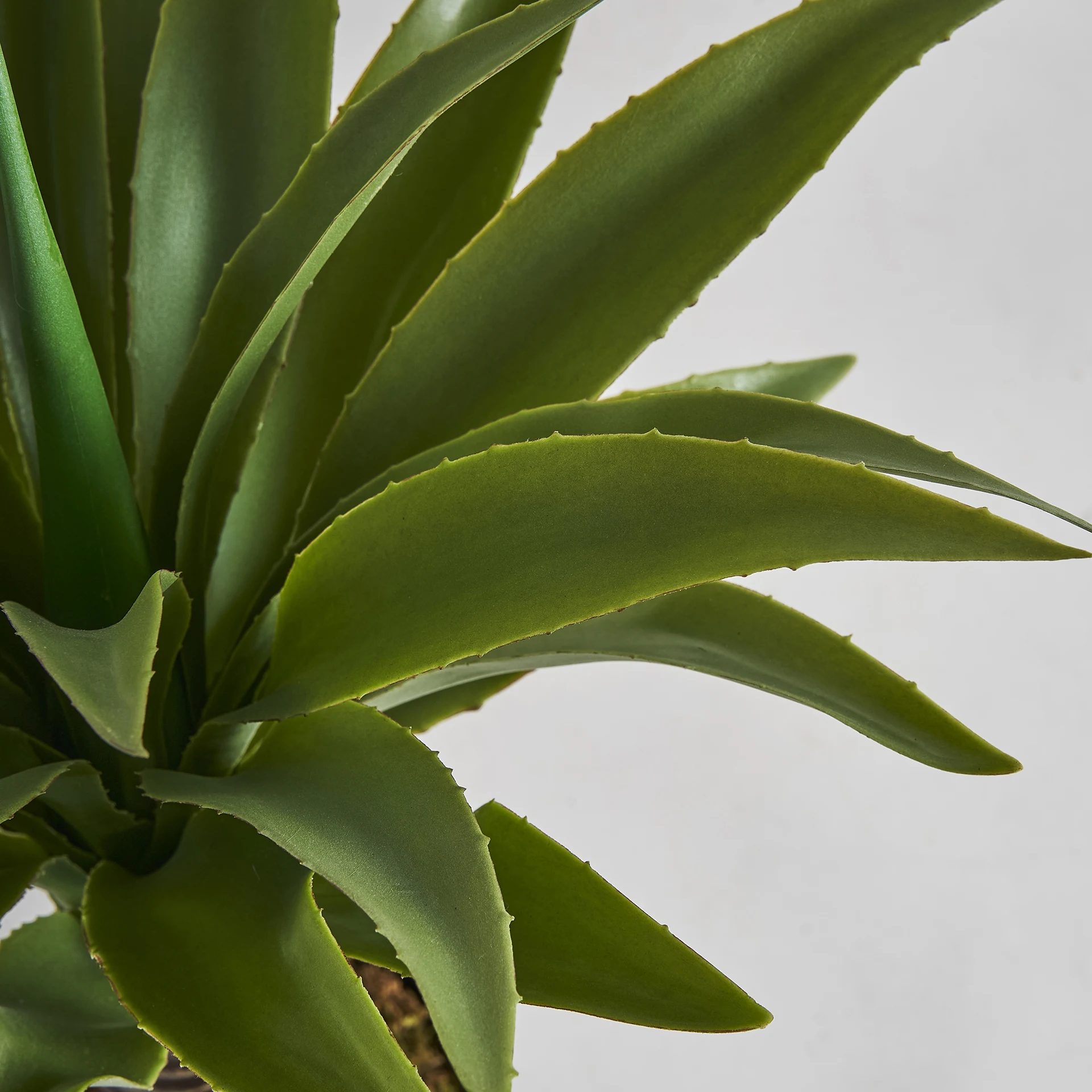 PLANTA DE YUCCA VicalHome 29112 [3]