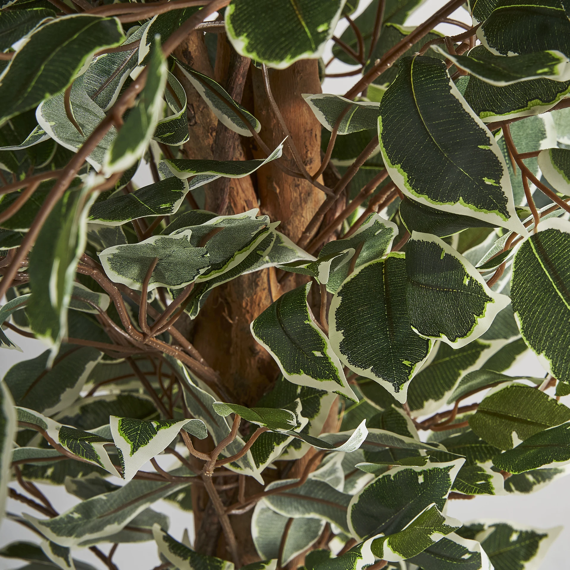 Planta ficus VicalHome 29109 [2]
