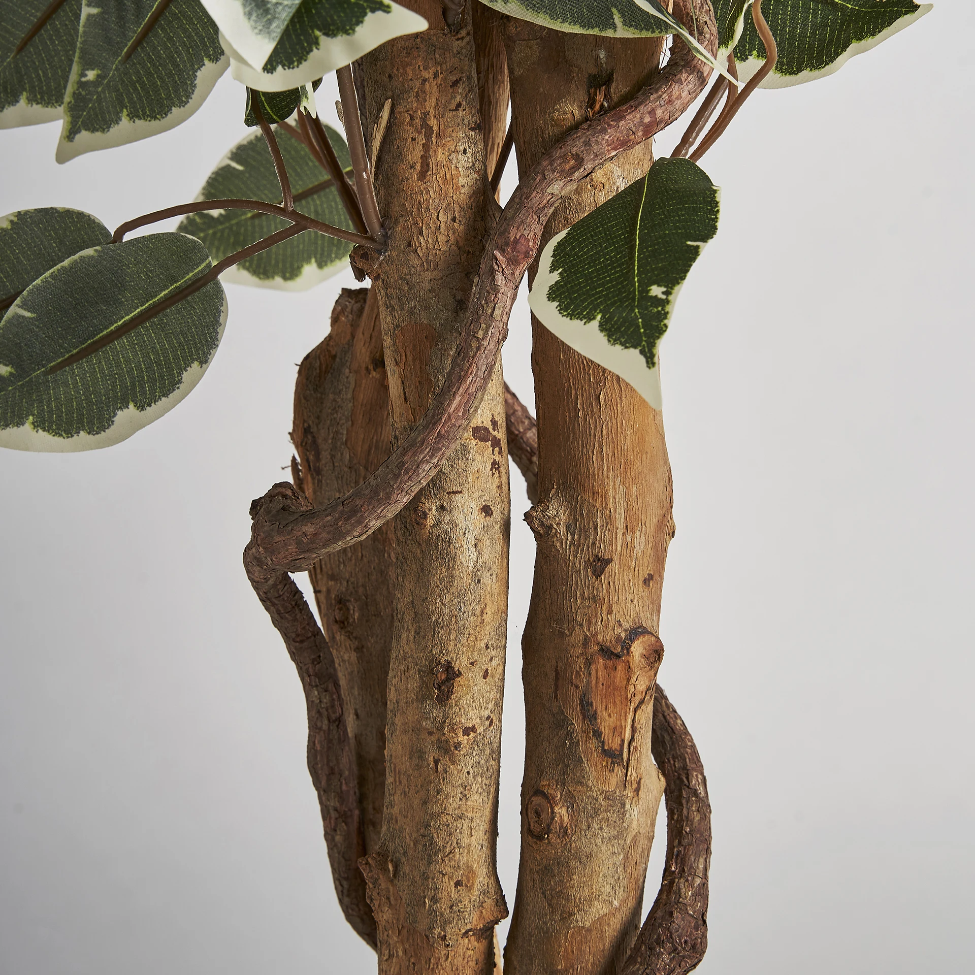 Planta ficus VicalHome 29109 [4]