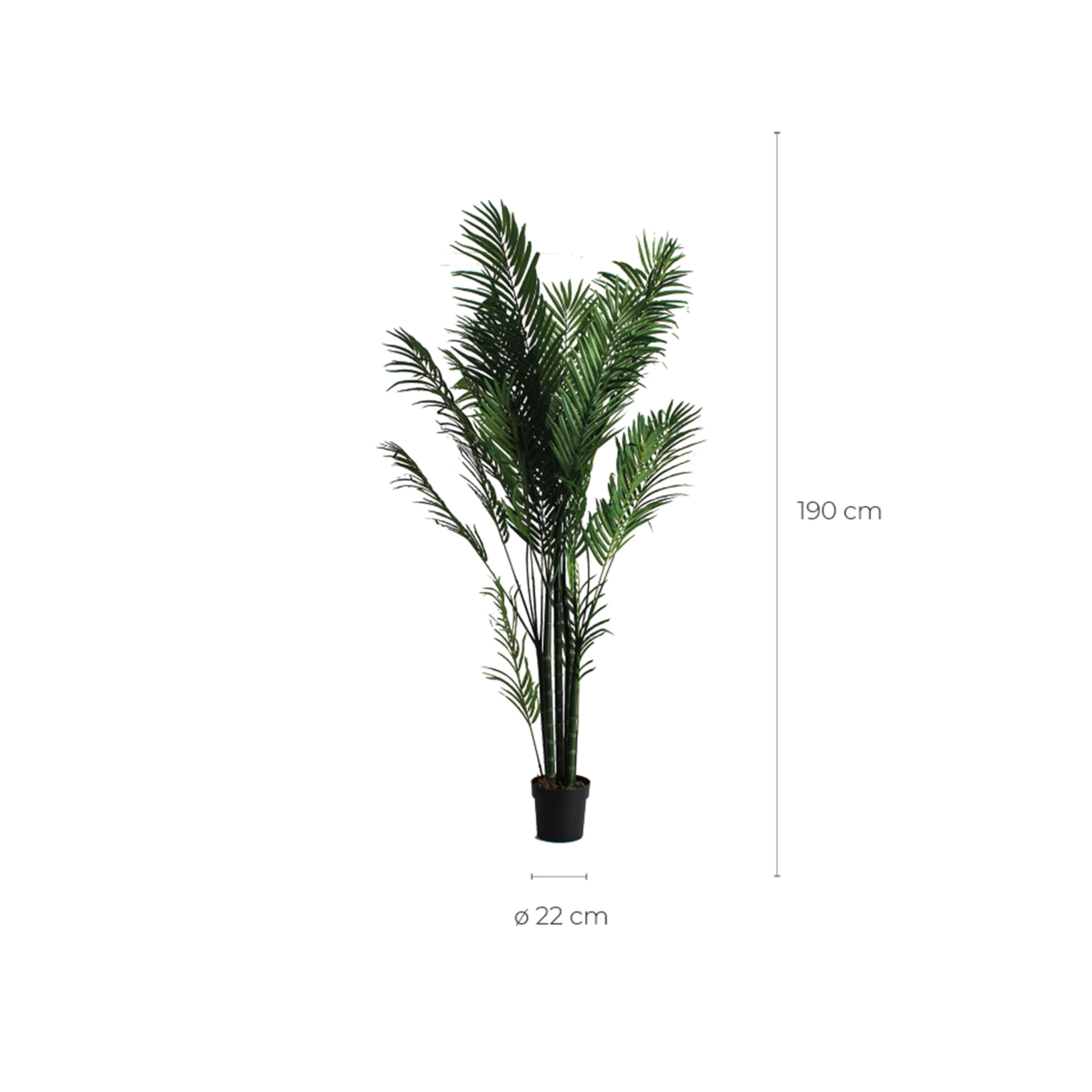 PLANTA PALMIER VicalHome 27318 [4]