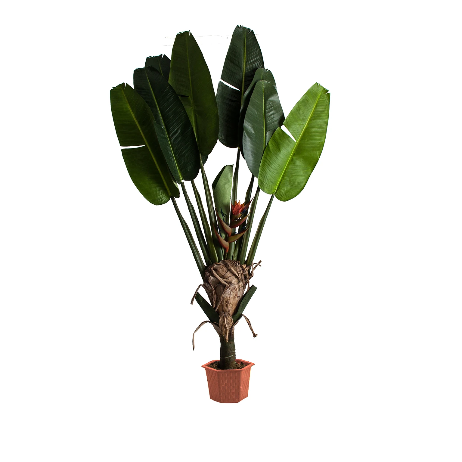 PLANTA PARADIS VicalHome 27322 [1]