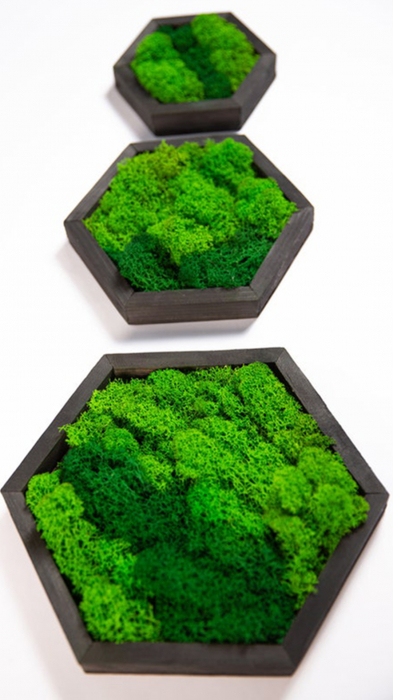 Set 3 tablouri hexagon licheni Buckley 30/40 cm, 3HE30V-WE - Lacraru [4]