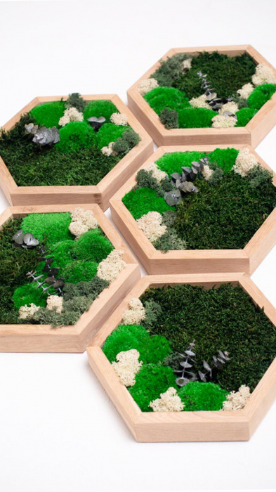 Set 5 tablouri hexagon cu licheni, muschi si plante Rivas 30/40 cm, 5HE30LM-WH - Lacraru [3]
