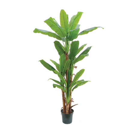 Plante XXL - Arborele artificial Bananowiec 200cm