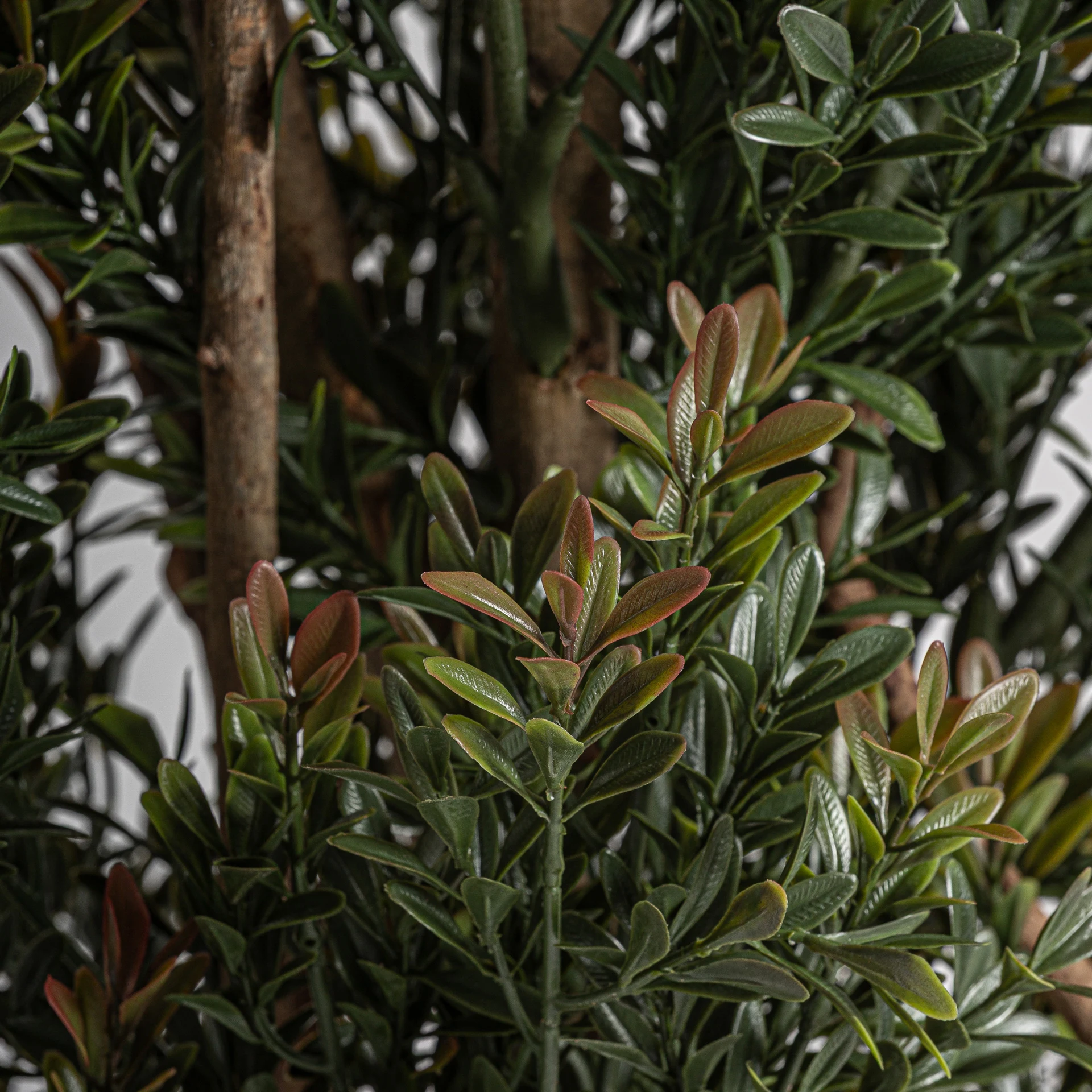 BOJ PLANT VicalHome 37732 [1]