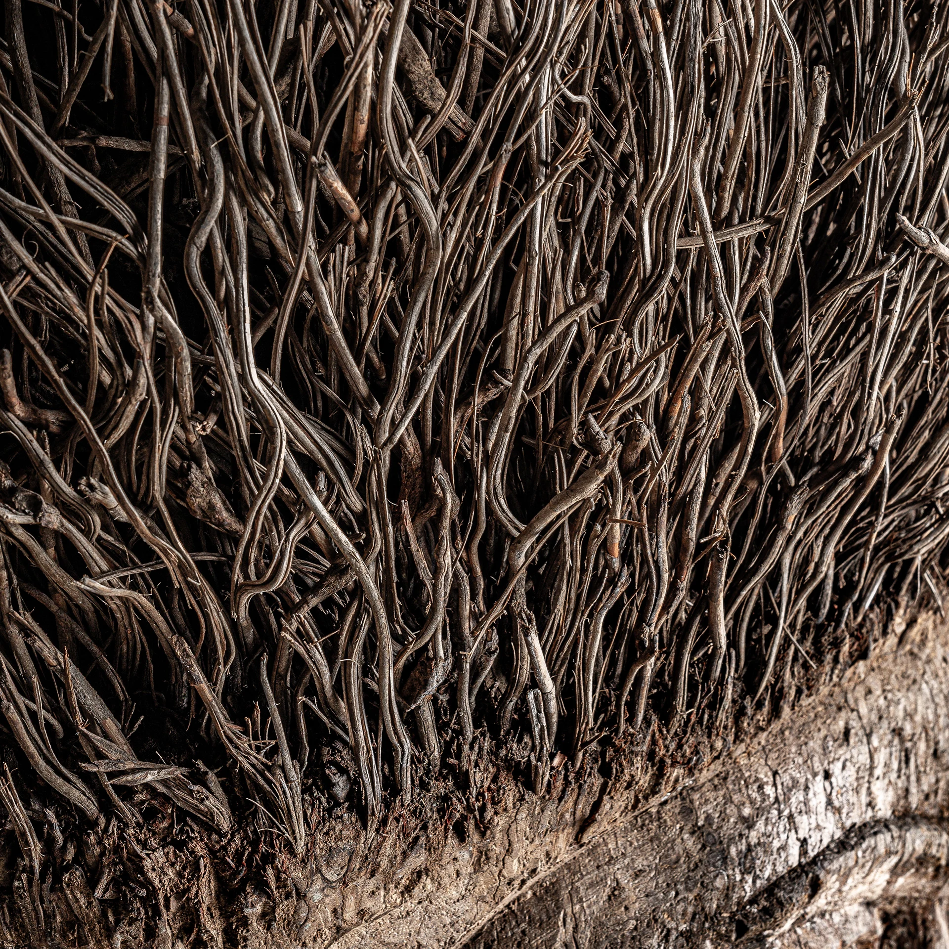 Bust Epi VicalHome 36599 [15]