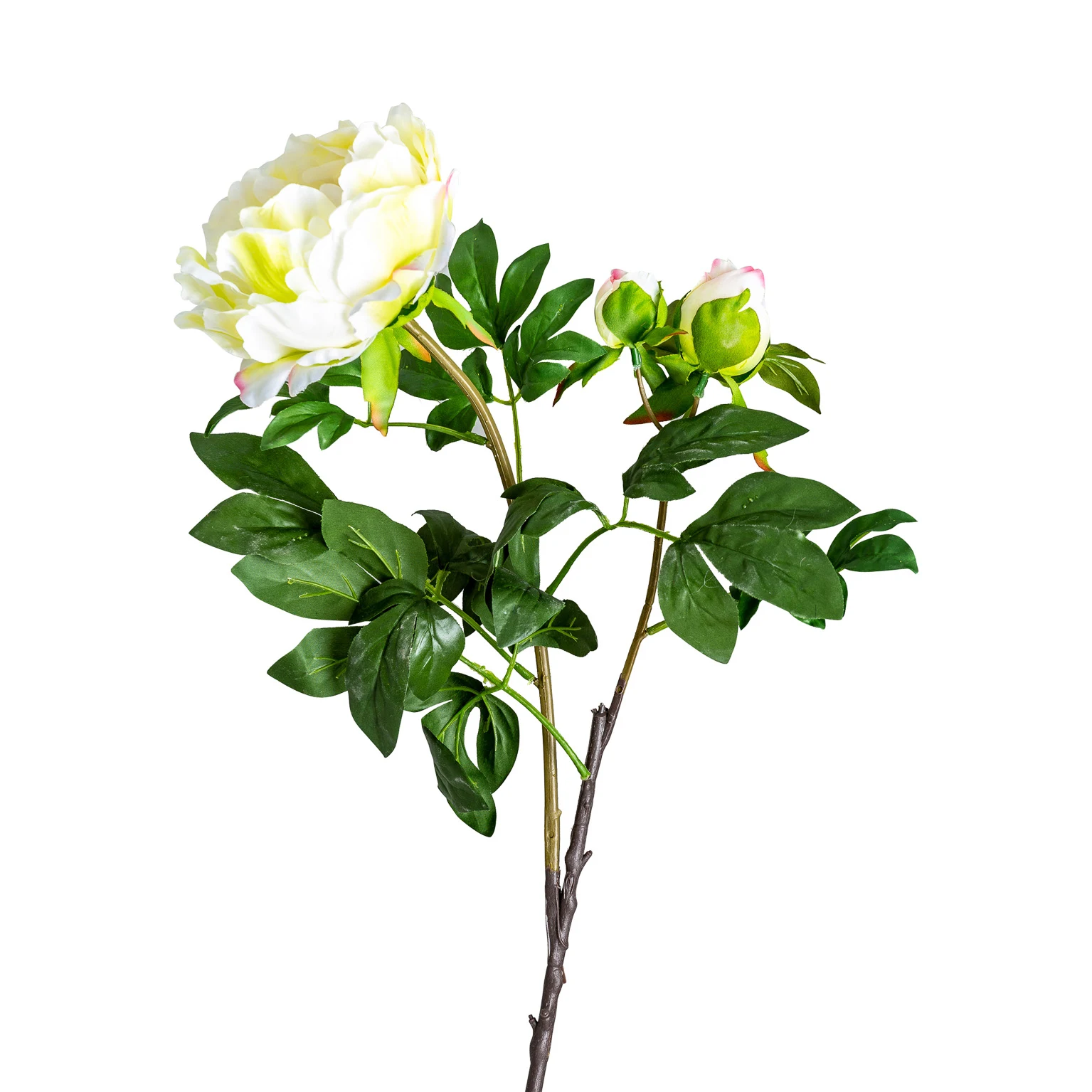 Produse - FLOAREA ROSA VicalHome 26422