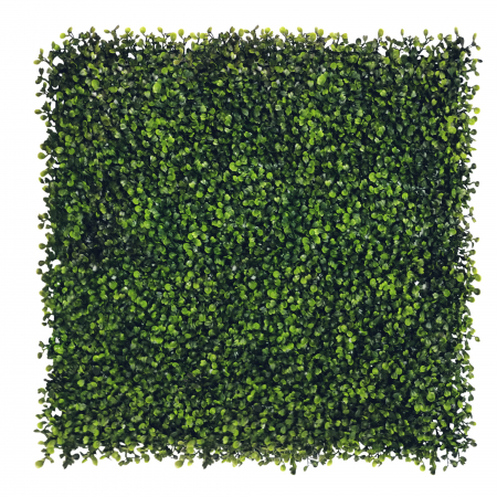 Produse - Green Wall Bukszpan 50x50