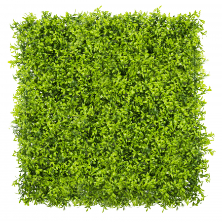 Produse - Green Wall Estragon 50x50